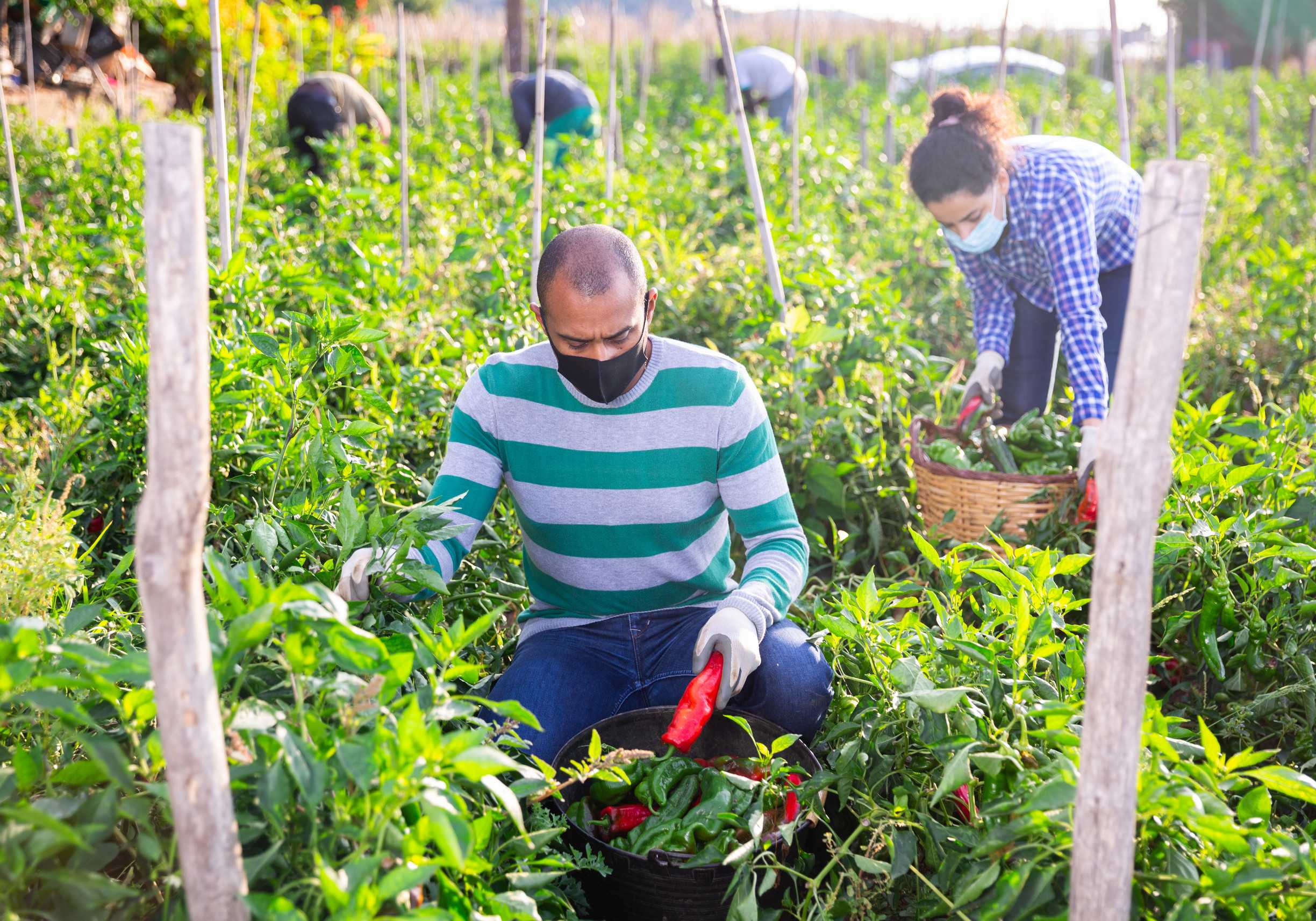 A Guide To Uk Seasonal Worker Visa
